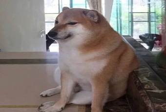 Самый «мемный» пёс умер 