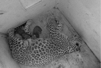 В Сочинском нацпарке родились два котенка леопарда