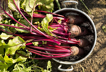 Копать и прыскать: что делать, если заболела свекла