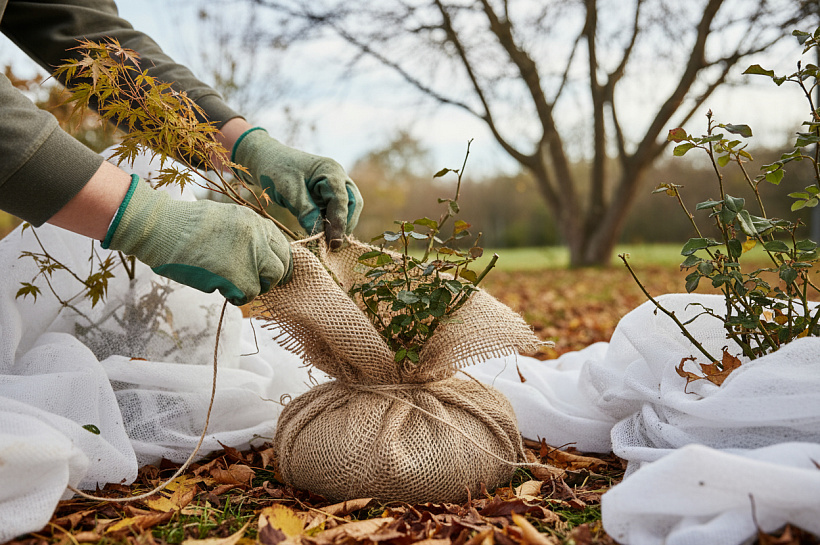 Как укрыть теплолюбивые растения сада в середине ноября