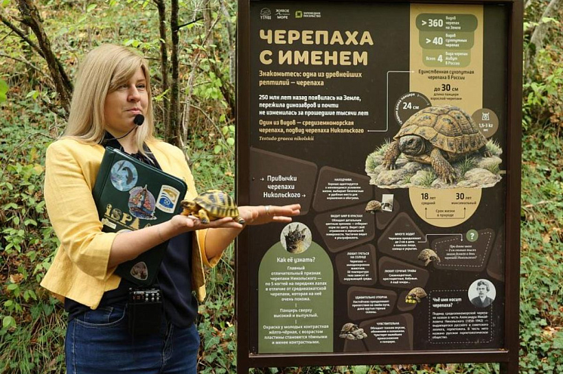 Где на Кубани туристы могут встретить редкую черепаху Никольского
