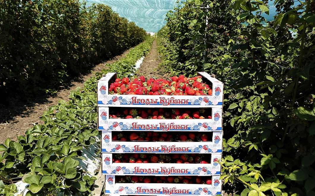 С начала года  в Краснодарском крае собрали 440 тонн клубники