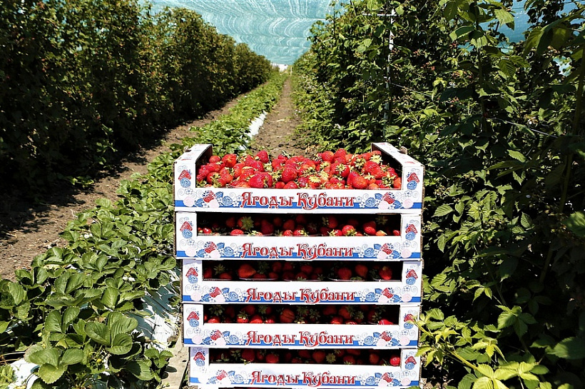 С начала года  в Краснодарском крае собрали 440 тонн клубники