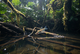 Боливийская рыба, считавшаяся вымершей 20 лет, неожиданно обнаружена в лесном пруду
