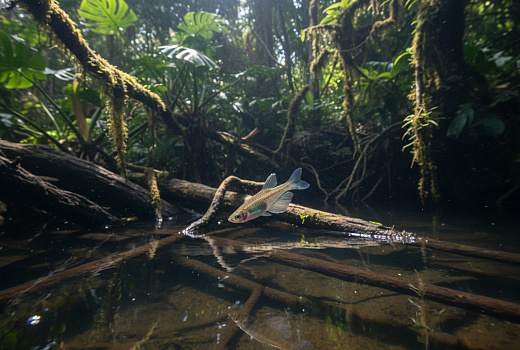 Боливийская рыба, считавшаяся вымершей 20 лет, неожиданно обнаружена в лесном пруду