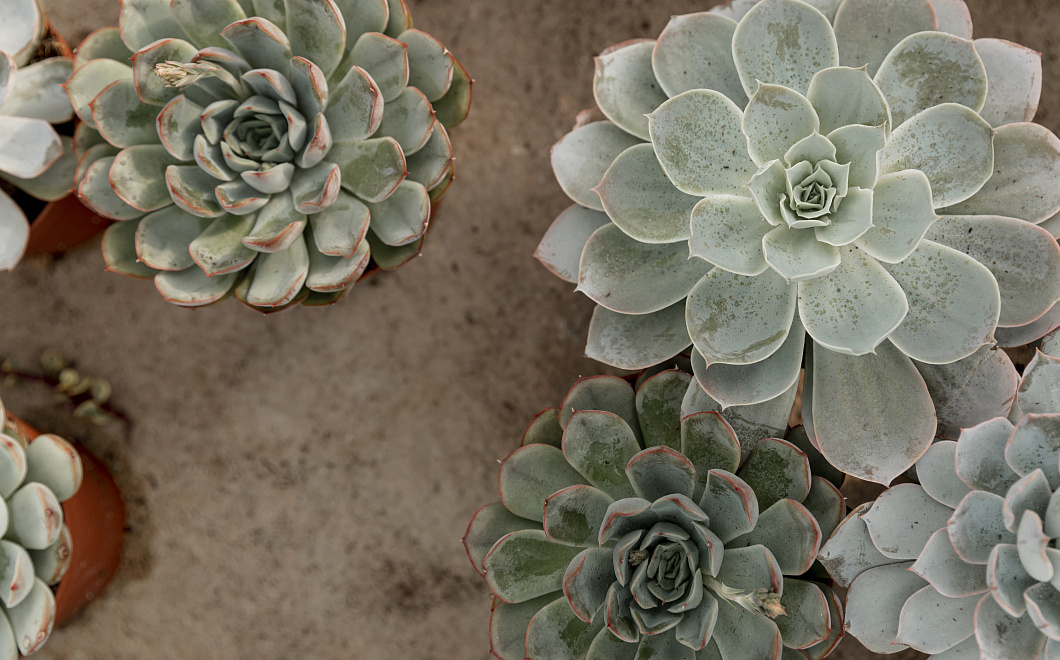 Секреты ухода за суккулентами: как вырастить пышный сад на подоконнике