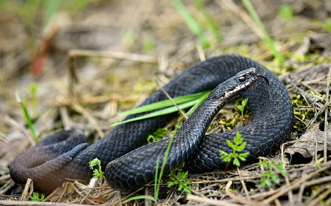 Жителей столичного региона предупредили о нашествии гадюк