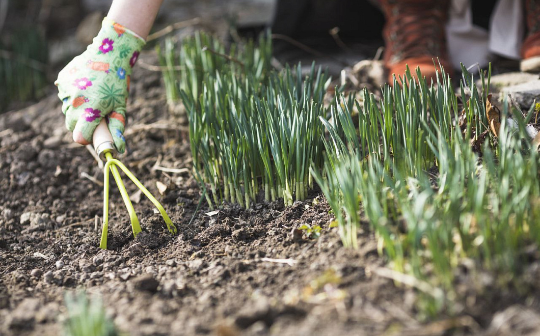 Зеленый урожай: лук можно вырастить легко самостоятельно