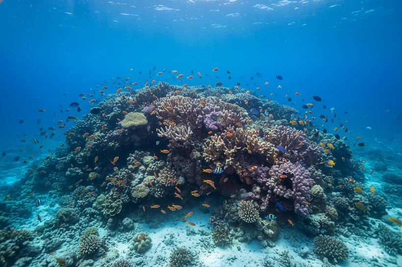Живое существо длиной 34 метра обнаружено в океане: учёные не знают, что думать