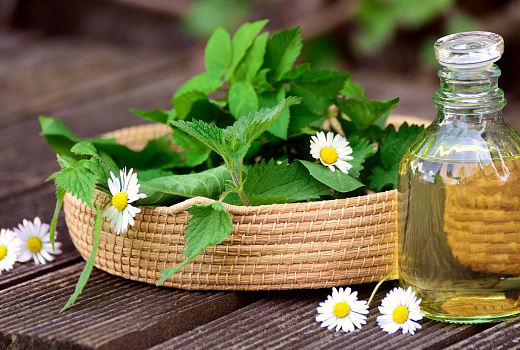 Зеленая аптека: какие  общеизвестные растения лучше всего укрепляют здоровье волос