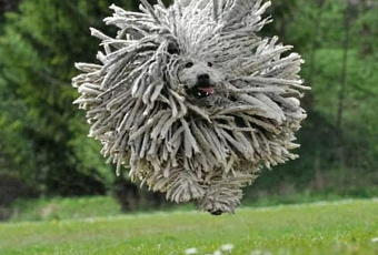 Пятерка наиболее экзотичных пород собак, которые не оставляют равнодушным