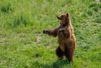 Косолапый разошелся: медведь пришел к российским дачникам и устроил погром 