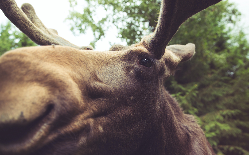 Лоси пробежали под окнами многоэтажки и попали на видео