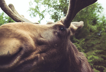 Лоси пробежали под окнами многоэтажки и попали на видео