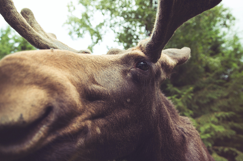 Лоси пробежали под окнами многоэтажки и попали на видео