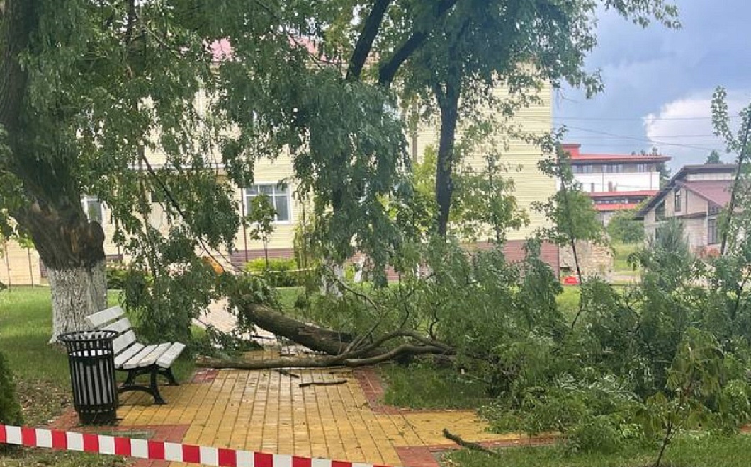 В щепки: молния разнесла дерево в селе под Крымском
