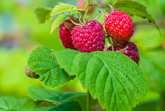 Если вы решили увеличить количество малиновых кустов на вашем участке, мы подготовили для вас полезные рекомендации