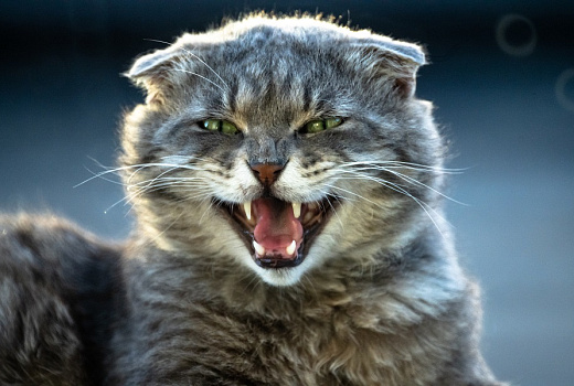 Почему кот кусается, когда его гладишь: от любви до ненависти