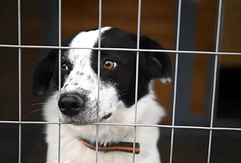 В Краснодаре отловили 850 бродячих собак с февраля 2025 года