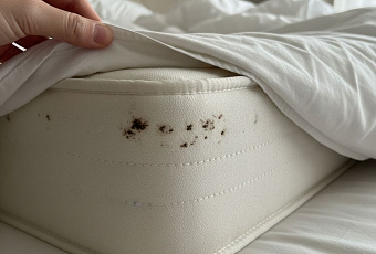 Как обнаружить постельных клопов: признаки заражения и методы выявления