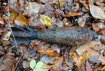 Грибники нашли в лесу на Кубани мину времен Великой Отечественной