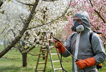 Применение медного и железного купороса в саду: сроки и правила обработки