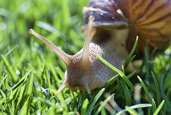 Битва за урожай: проверенные способы изгнания улиток 