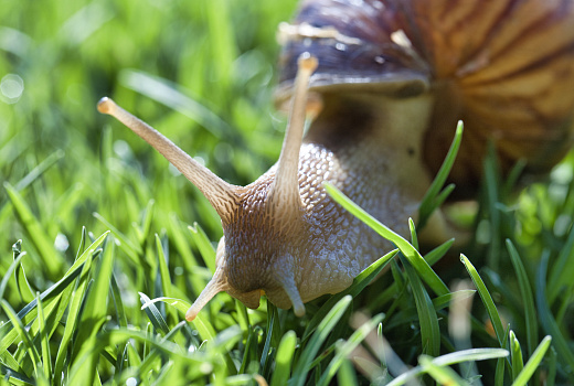Битва за урожай: проверенные способы изгнания улиток 