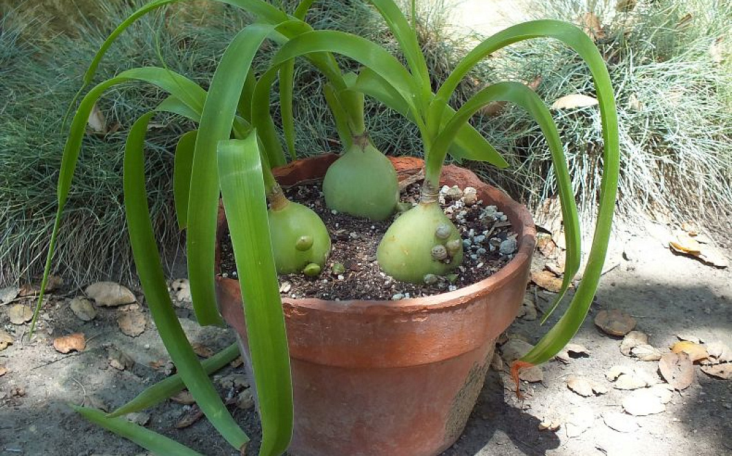 От 77 недуг: как использовать в домашнем лечении индийский лук