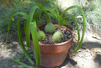 От 77 недуг: как использовать в домашнем лечении индийский лук