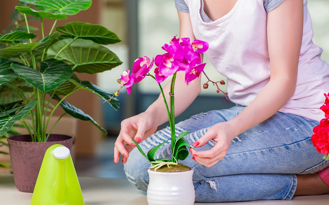 Как удобрять комнатные растения дома