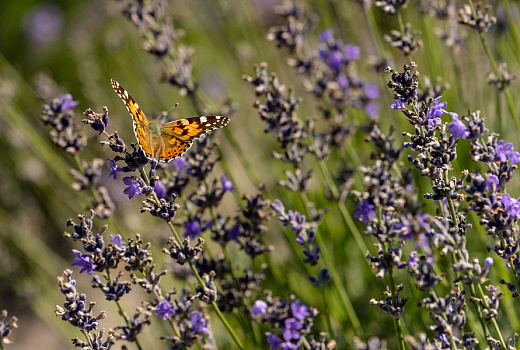 Сонное зелье: аромат, который прогонит бессонницу