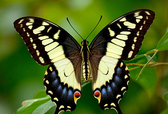 Учёные обнаружили на Кунашире четыре новых для России вида тропических бабочек