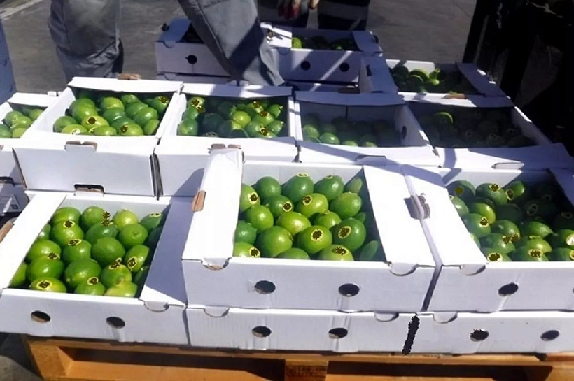 Новороссийская таможня пресекла попытку контрабанды 20 тонн лайма