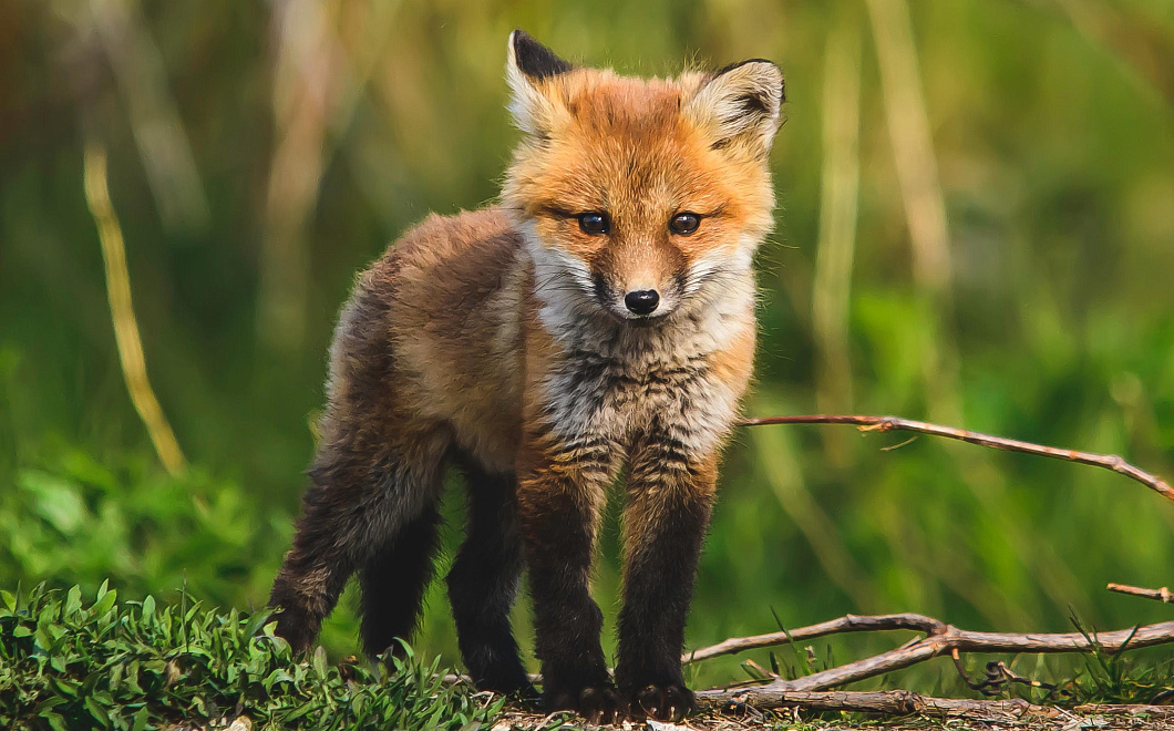 В столичном парке лисята вышли к людям и умилили пользователей сети