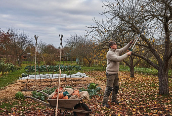 Октябрь в саду: ключевые работы для подготовки к зиме