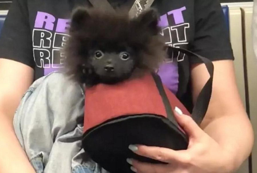 «Маленький медвежонок»: безбилетный пассажир метро умилил пользователей сети