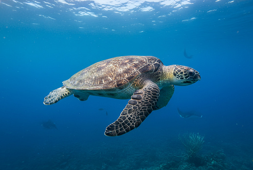 Кожистая черепаха весом до 900 кг поддерживает баланс океанской экосистемы