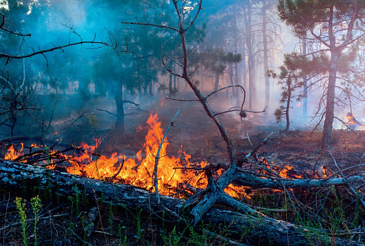 Усмирить «красного петуха»! На Кубани действует особый противопожарный режим