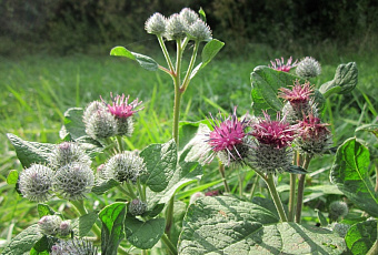Лечи-лечи, лопушок: сок этого сорняка спасет печень и понизит холестерин