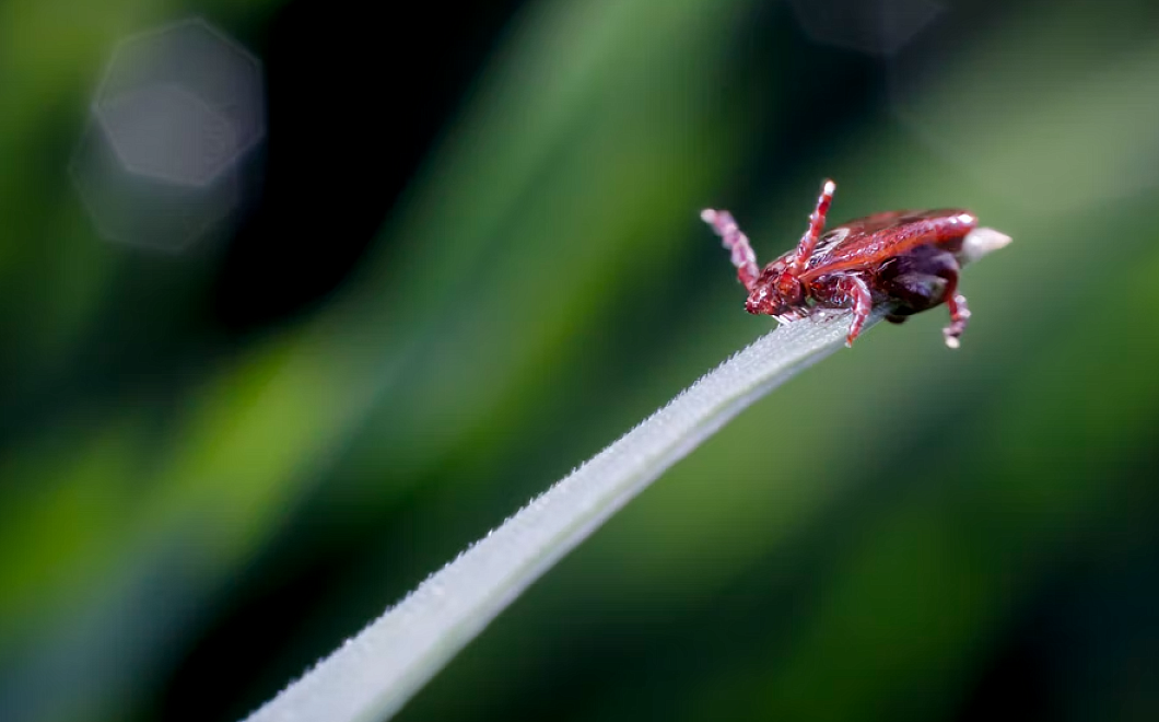 Почти 1,5 тыс. кубанцев обратились к медикам после укусов клещей