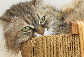 Зоопсихолог рассказала, как зависит характер кошки от ее окраса