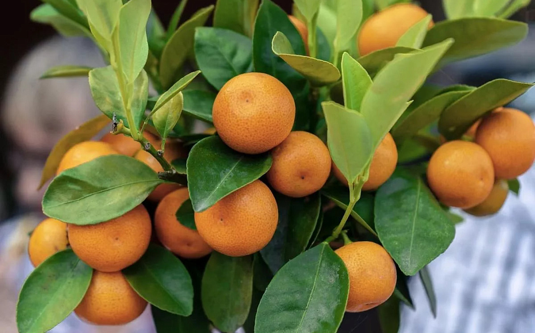 Крым готовится к рекордному наплыву туристов на новогодние каникулы