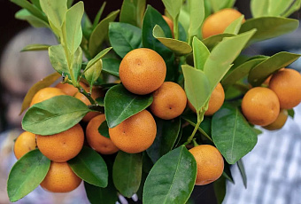 Крым готовится к рекордному наплыву туристов на новогодние каникулы