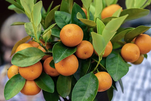 Крым готовится к рекордному наплыву туристов на новогодние каникулы