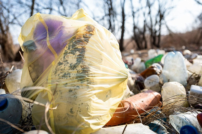 Ученые ТГУ предложили перерабатывать отходы гороха в продукты и упаковку