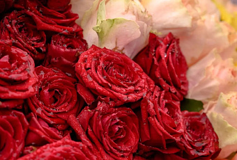 Средняя стоимость букета роз в Краснодаре составила 2294 рубля перед 8 Марта