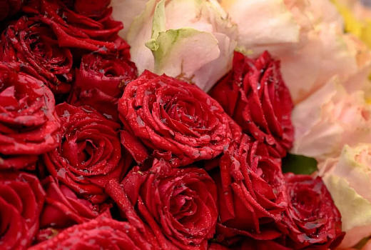 Средняя стоимость букета роз в Краснодаре составила 2294 рубля перед 8 Марта