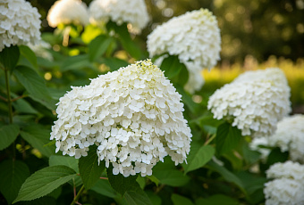 Четыре подкормки метельчатой гортензии для пышного цветения круглый год