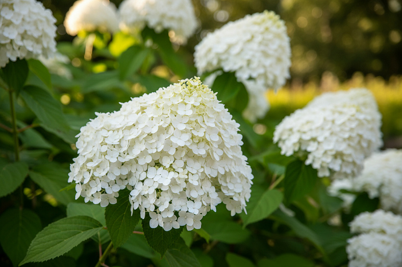 Четыре подкормки метельчатой гортензии для пышного цветения круглый год